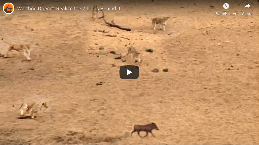 Check Out This Video Of A Superfast Warthog