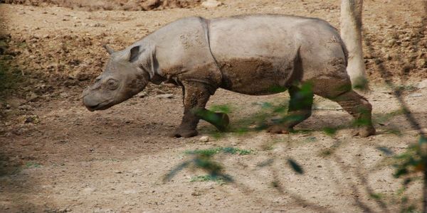 Resurrecting Sumatran Rhinos
