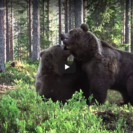 Amazing Bear Fight Caught On Video 