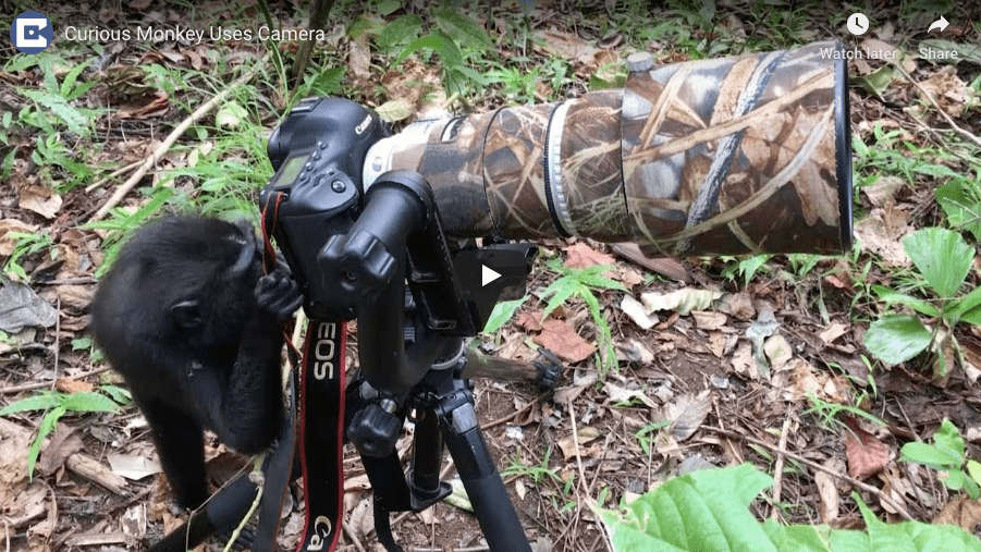 Magical Macaque Photographer 