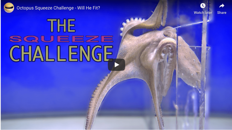 The Amazing Shapeshifting Octopus