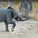 Cute Elephant Calf Loves A Spot Of Football 