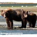 Adopt a Brown Bear