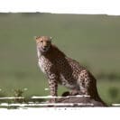 Adopt a Cheetah