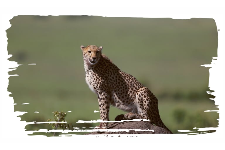Adopt a Cheetah at udopt.co.uk