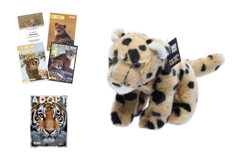 Adopt a Cheetah at udopt.co.uk
