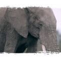 Adopt an Elephant