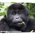 Adopt a Gorilla