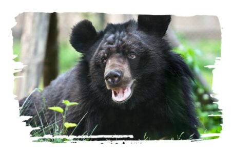 Adopt a Moon Bear