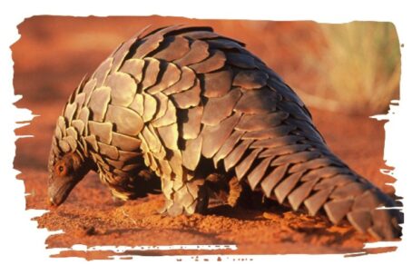 Adopt a Pangolin