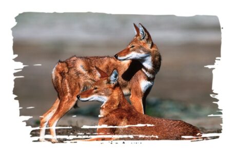 Adopt an Ethiopian Wolf