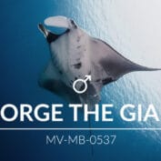 Adopt a Manta - George the Giant