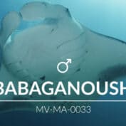 Adopt a Manta - Babaganoush