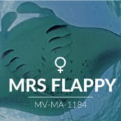 Adopt a Manta - Mrs Flappy
