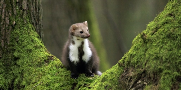 PineMarten