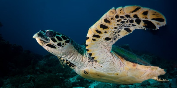 HawksbillTortoiseshell