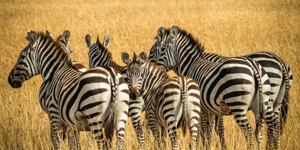 Africadraught