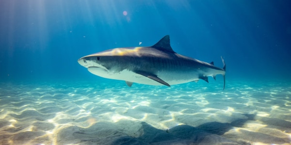 Sharkprotection